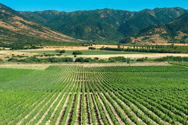 Tour del vino di un’intera giornata nella valle del Colchagua da Santiago con degustazione